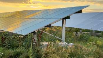 A close-up of solar panels reflecting sunlight, surrounded by tall grass and wildflowers at sunset.