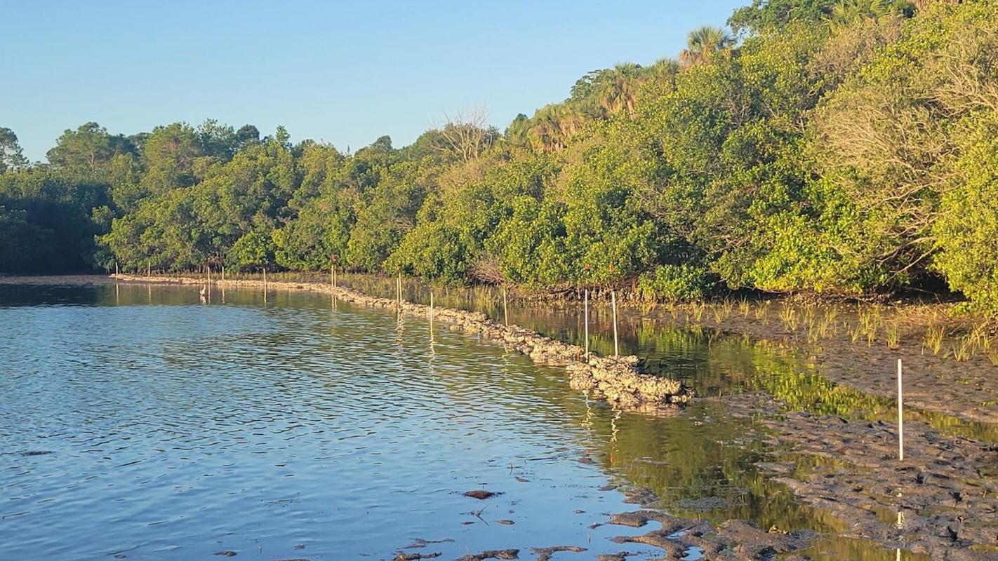A serene wetland scene with mangroves, shallow water, and a stone barrier under a clear blue sky.
