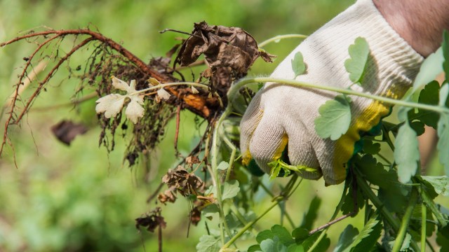 A gloved hand pulls weeds from the ground, revealing roots and dried leaves amidst vibrant green vegetation.
