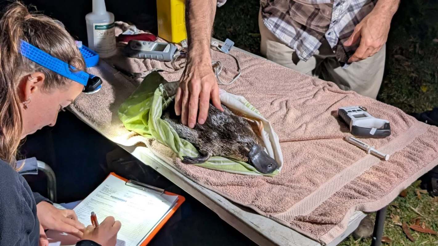 A person examines a platypus on a table while another person wearing a headlamp takes notes.