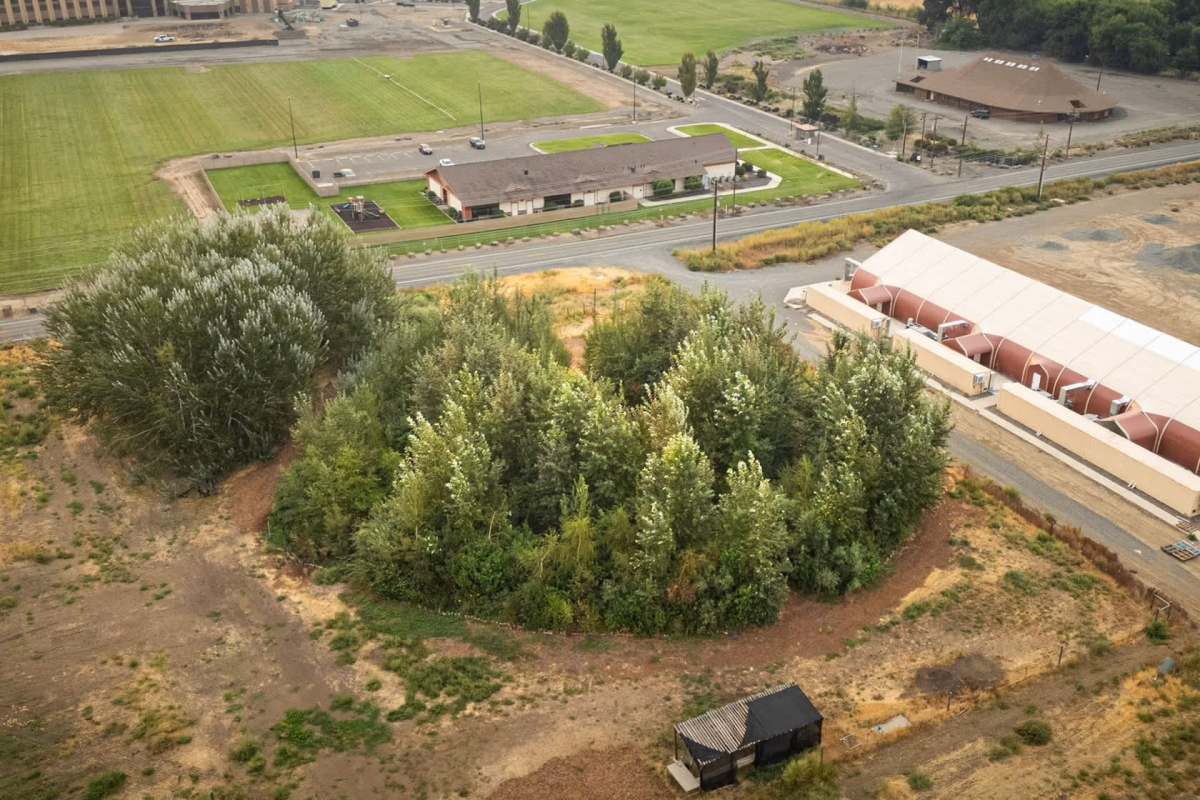 A thicket of trees next to a road and nearby development.