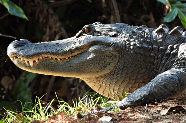 A close-up of a alligator's head resting among green grass and leaves, showcasing its textured skin and sharp teeth.