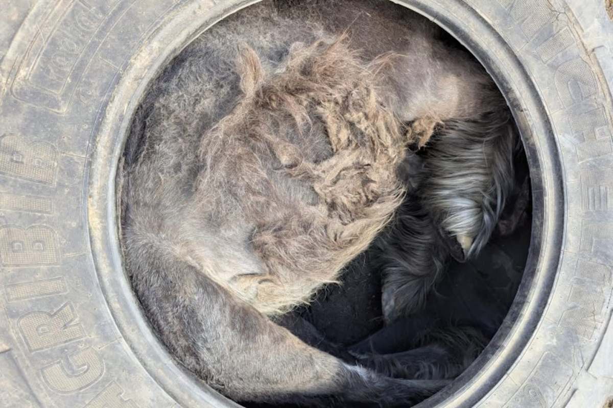A shaggy pony curled up inside a large tire, partially obscured from view.