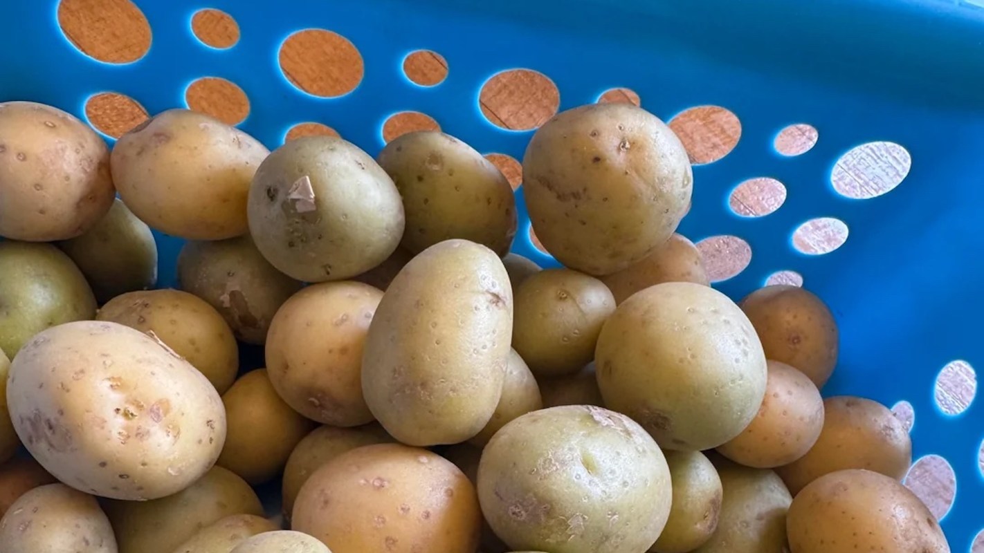 A blue basket filled with small, light brown and green potatoes.