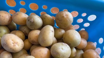 A blue basket filled with small, light brown and green potatoes.
