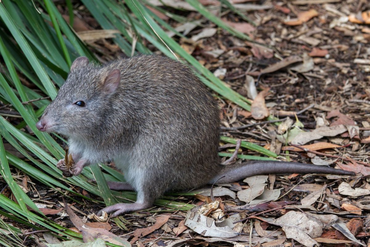 A small, furry marsupial sitting on the ground among green grass and dried leaves, holding food in its paws.