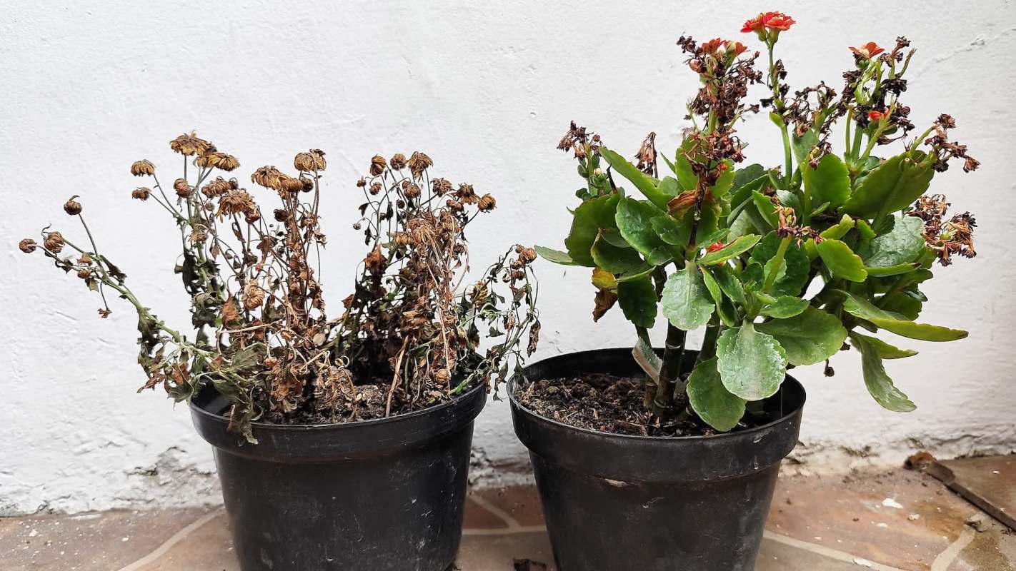 Two potted plants, one wilted and dry, the other with green leaves and flowers.