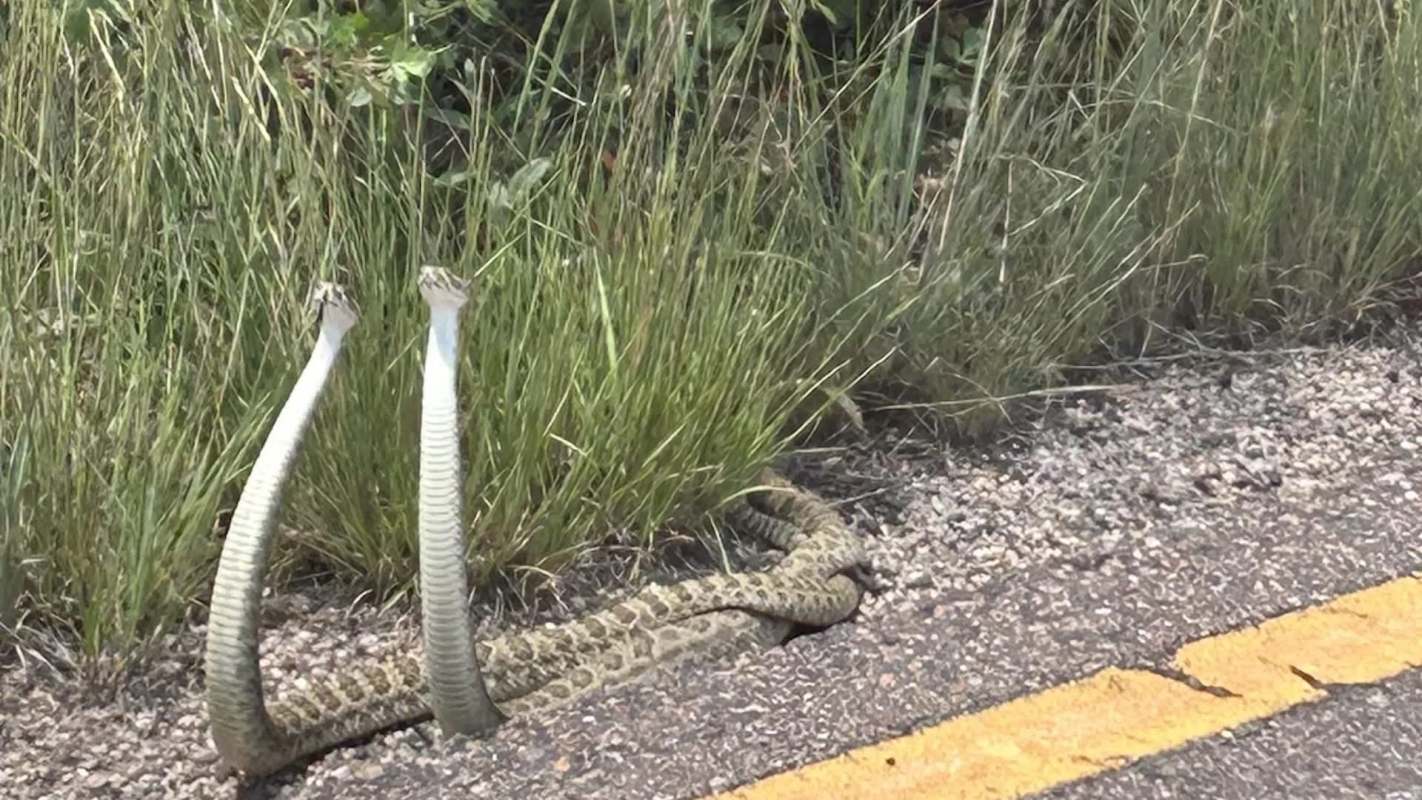 Two snakes partially wrapped around each other, with their heads raised.