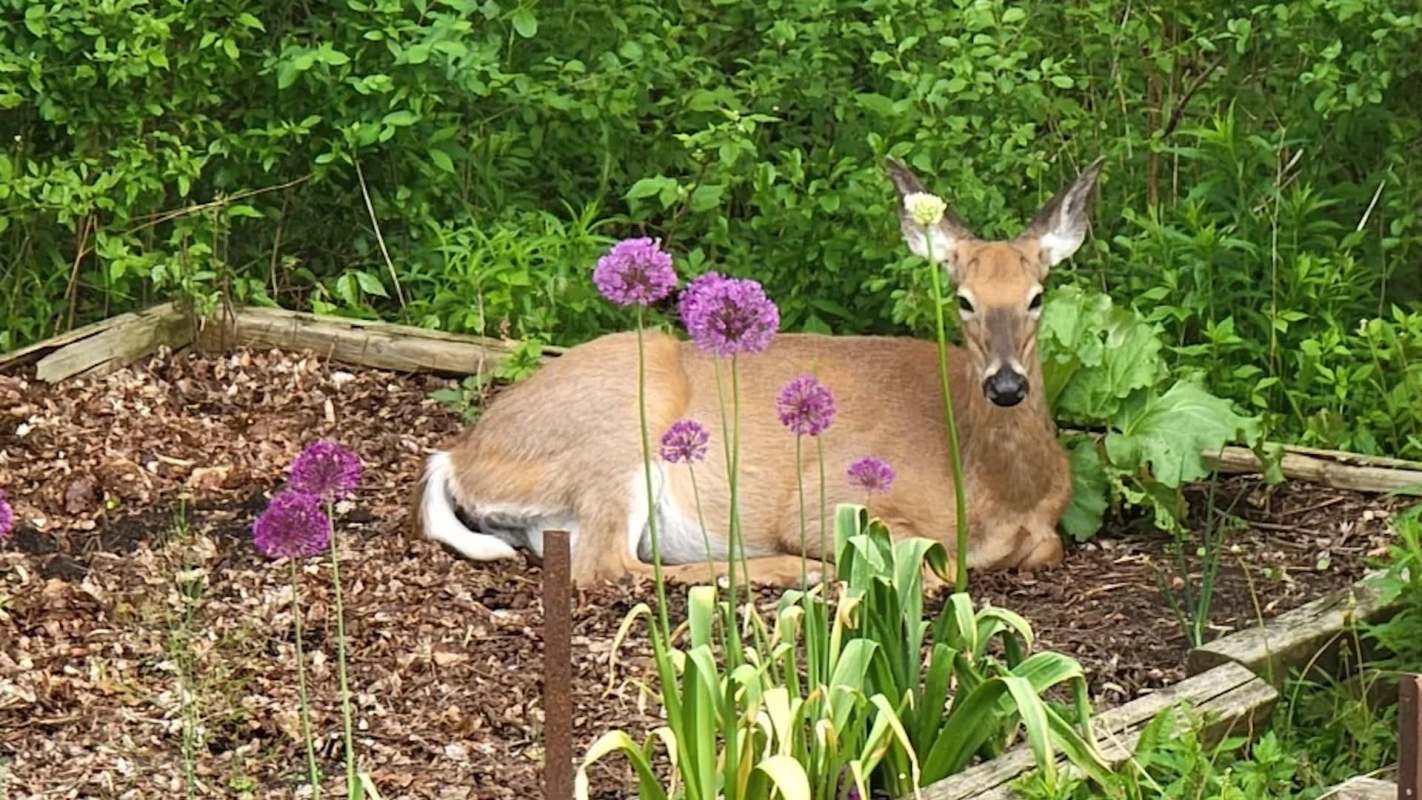 A deer rests among purple flowers and lush greenery in a garden bed.