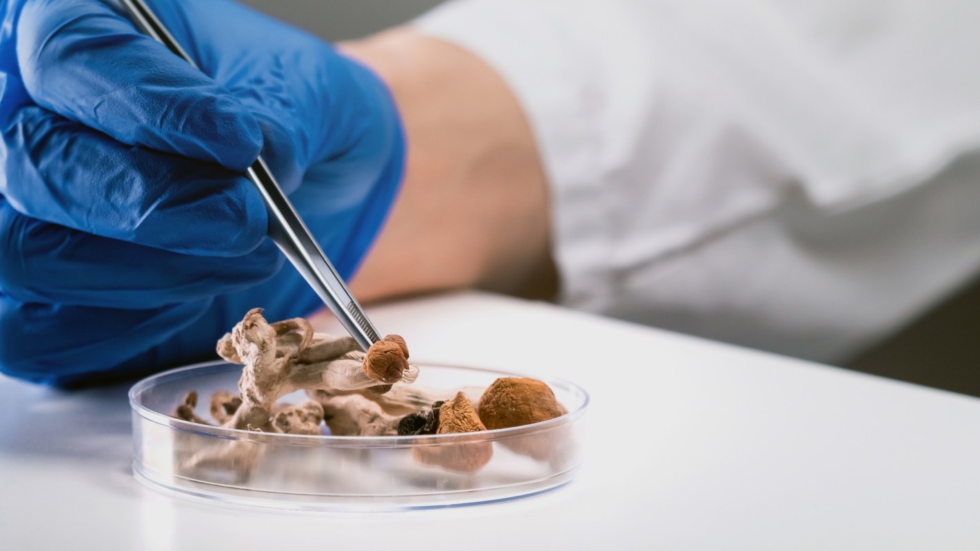A gloved hand uses tweezers to examine dried mushrooms in a Petri dish.