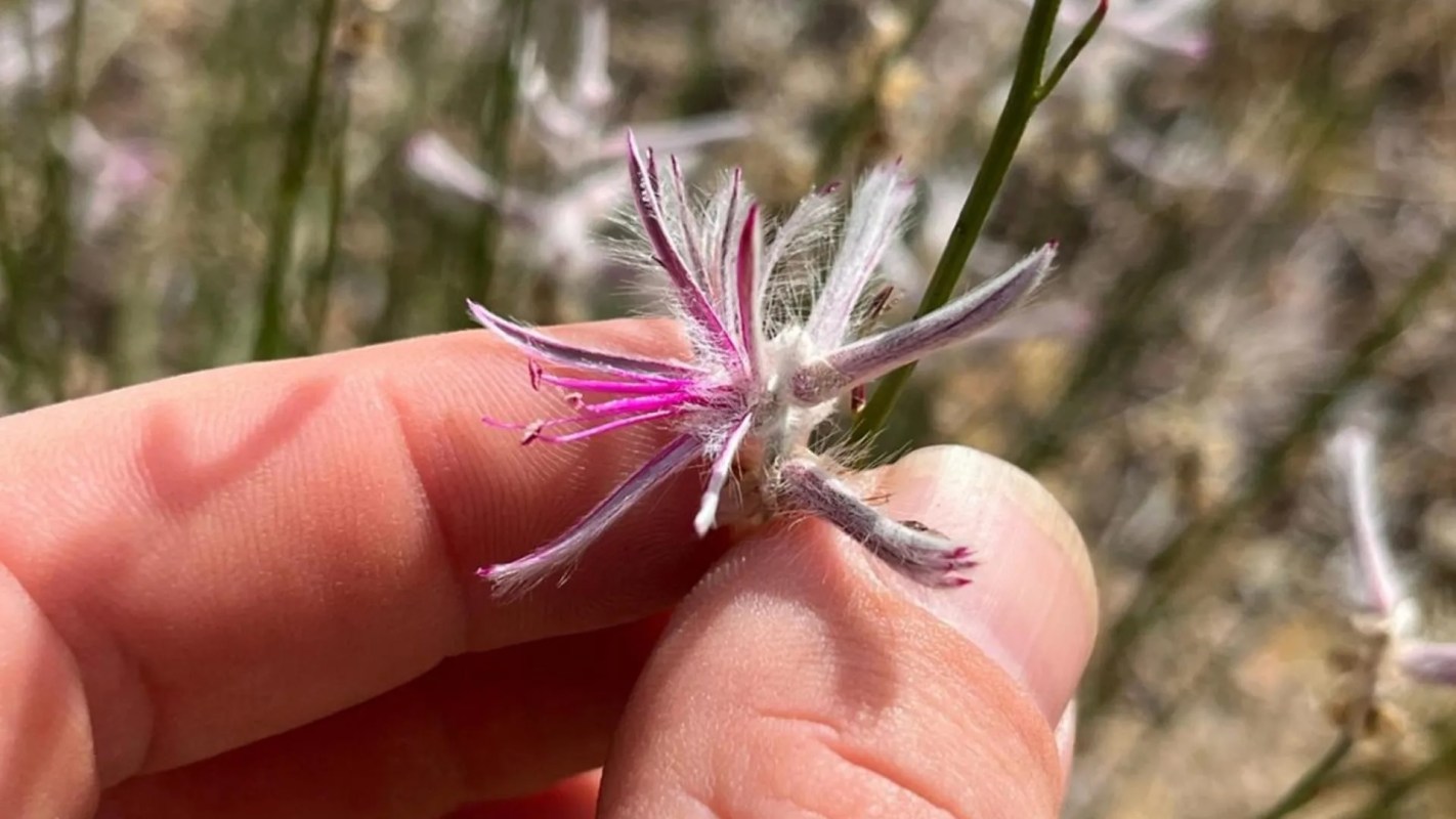 A close-up of a delicate pink flower held between fingers, surrounded by soft, blurred green foliage.