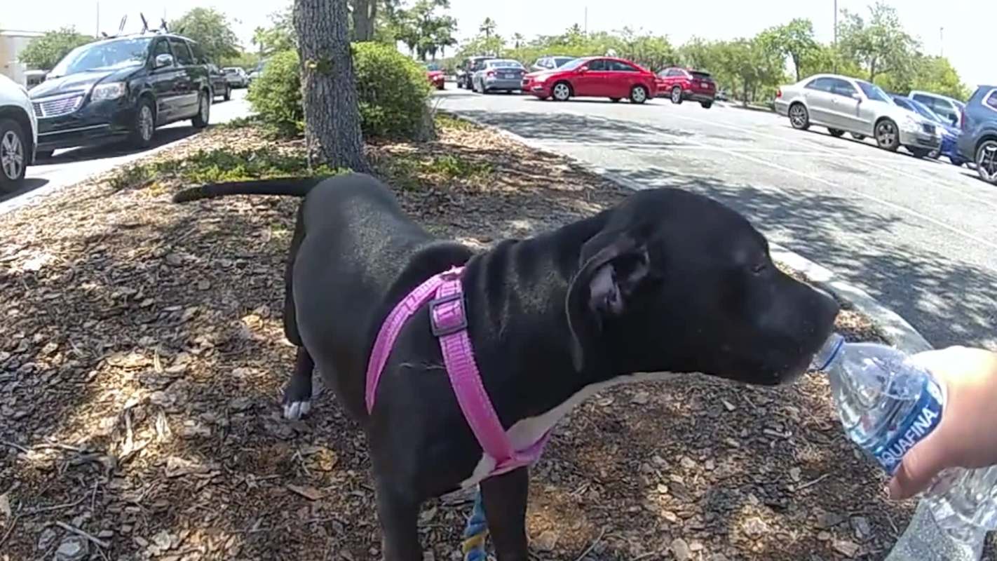 A black dog in a pink harness is drinking from a water bottle.
