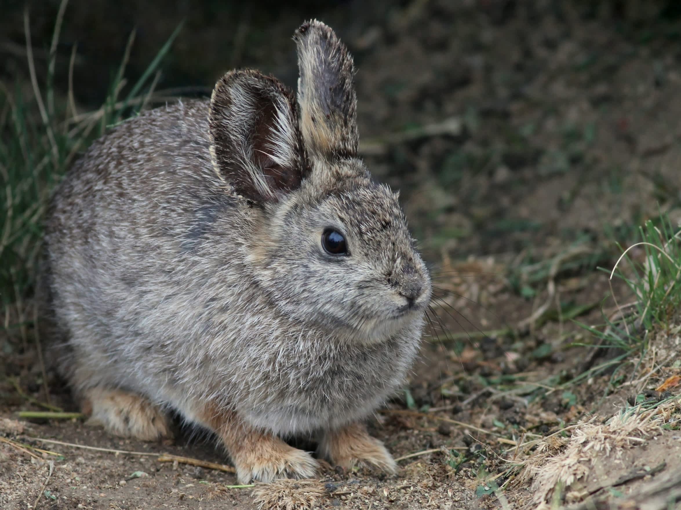 Legal fight erupts as endangered species decision for world's smallest rabbit stalls until 2028