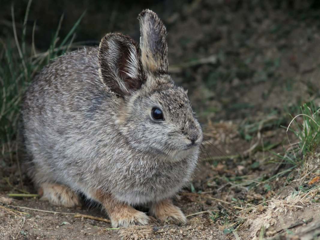 pygmy rabbit protections Wyoming