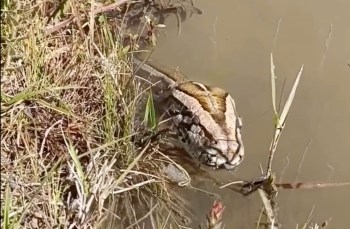 A large python partially submerged in murky water surrounded by grass and vegetation.