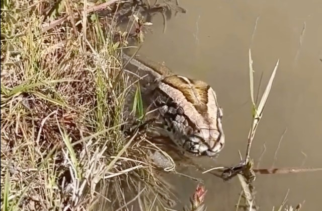 A large python partially submerged in murky water surrounded by grass and vegetation.