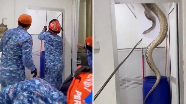Rescuers attempt to capture a large python coiled above a blue barrel in a small room.
