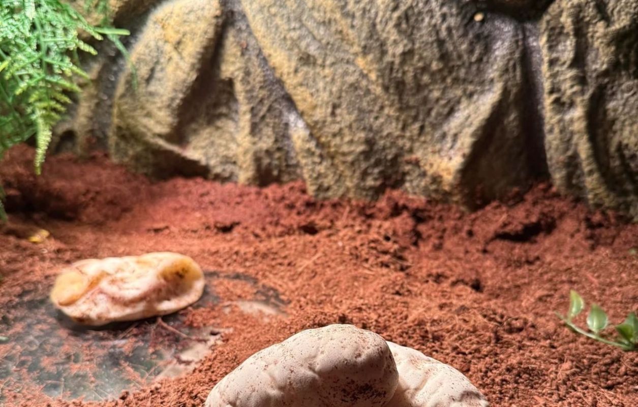 Python eggs in a terrarium.