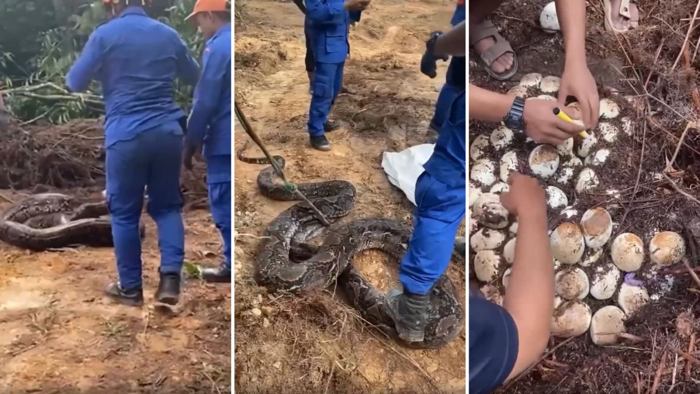 Men in blue are gathered around snakes and their eggs.