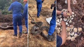 Men in blue are gathered around snakes and their eggs.