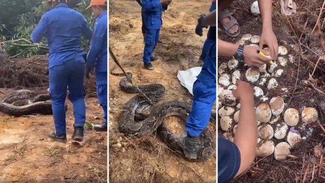 Men in blue are gathered around snakes and their eggs.