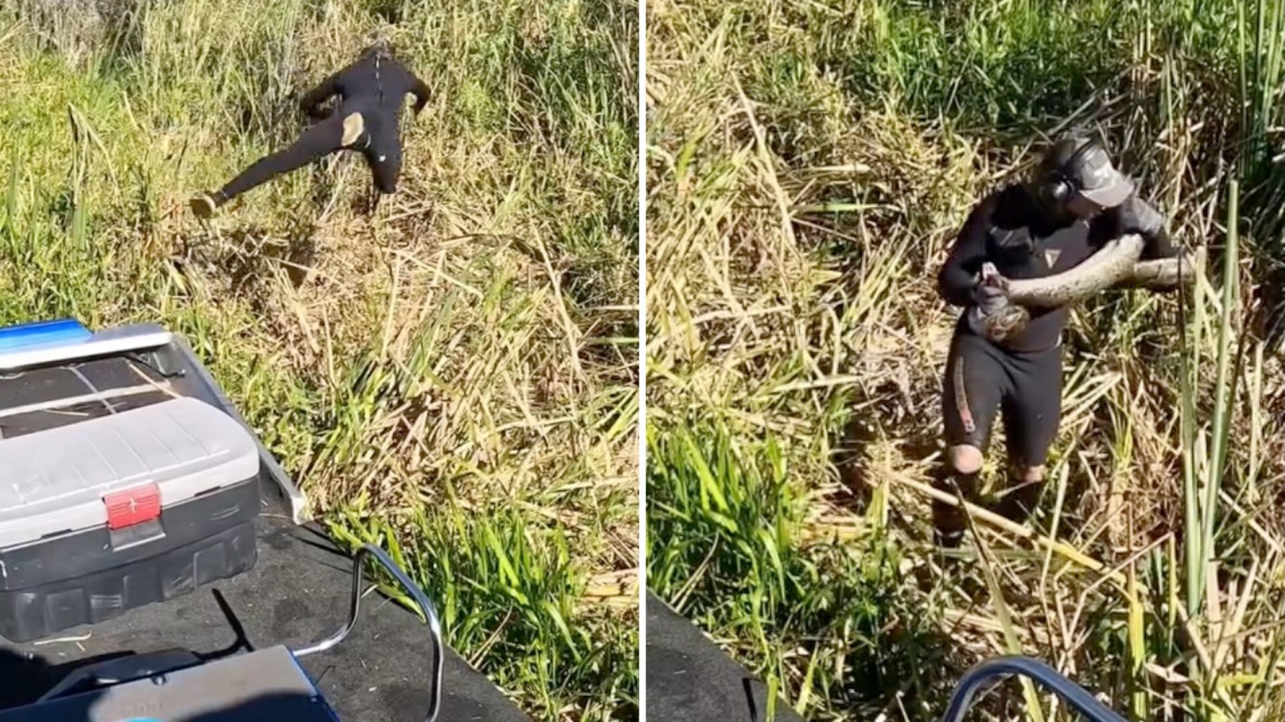 A person in a wetsuit leaps from a boat and emerges carrying a python on their shoulder through tall grass.