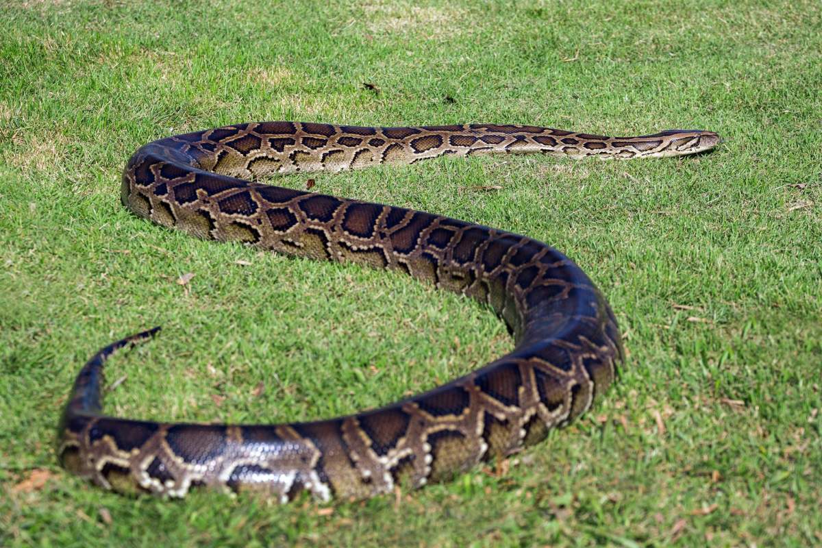 A python lying in grass.