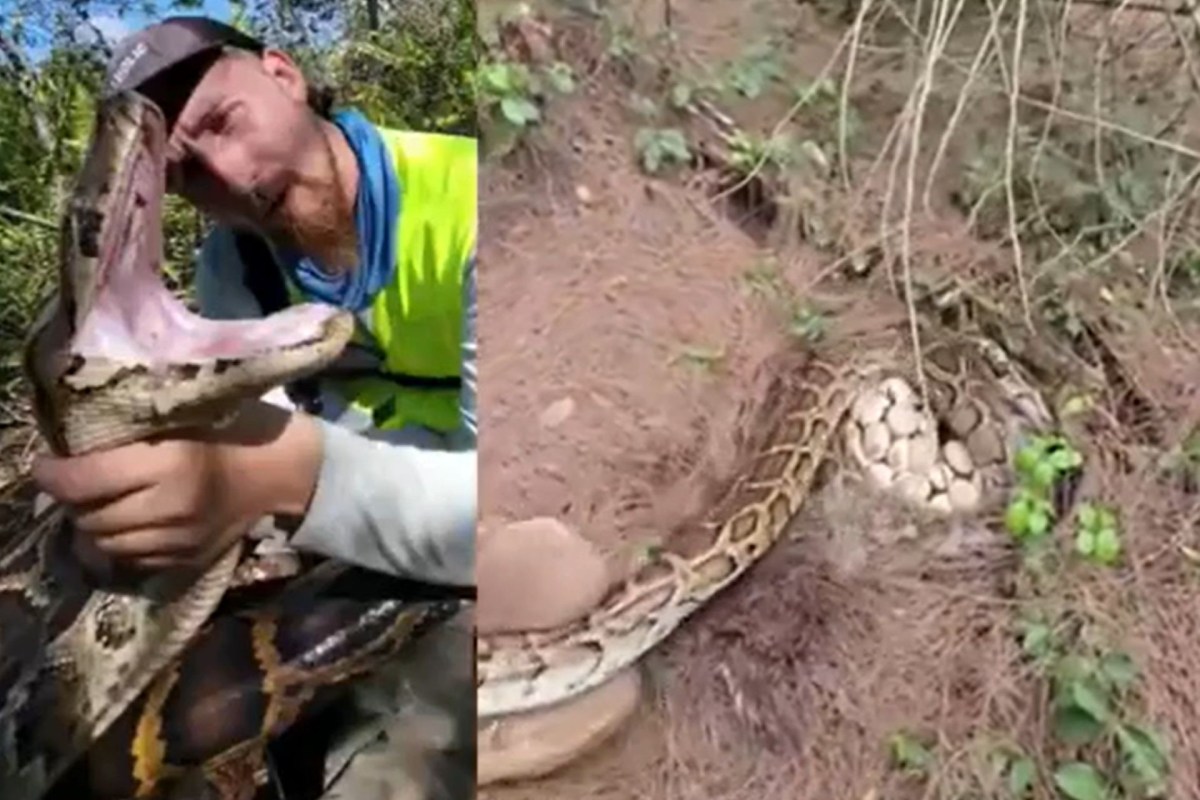 A person holds a large snake with its mouth open, while another snake lies nearby, coiled around eggs on the ground.