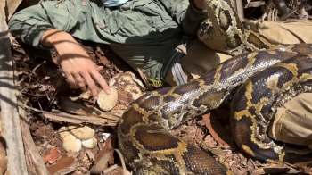 A person in a green shirt points at snake eggs while a large Burmese phyton rests beside them on the forest floor.