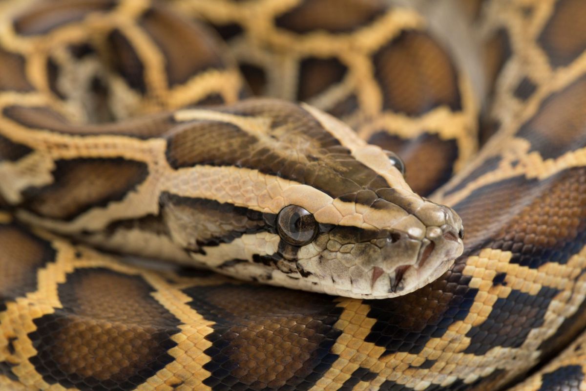 A close-up of a patterned python with intricate scales and a focused gaze.