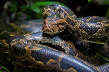A large python coiled in front of green foliage.