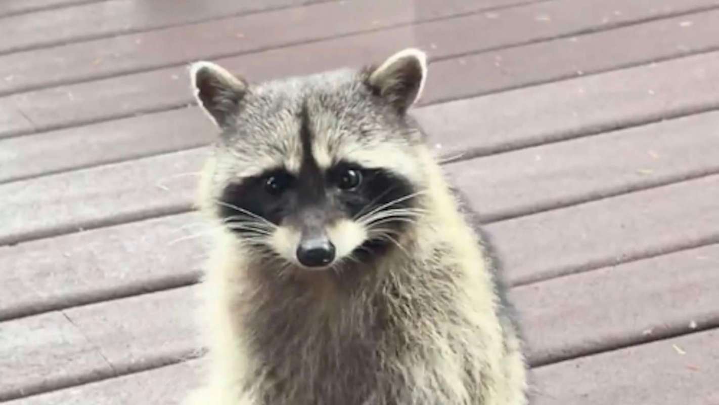 A curious raccoon sits on a wooden surface looking directly at the camera.