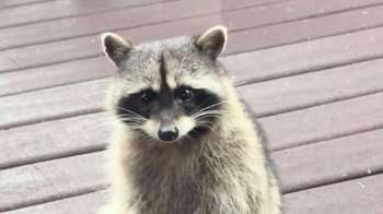 A curious raccoon sits on a wooden surface looking directly at the camera.