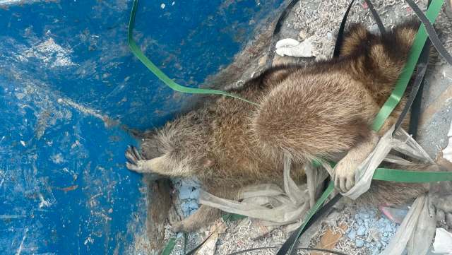 A raccoon partially covered in plastic stuck inside a blue dumpster.
