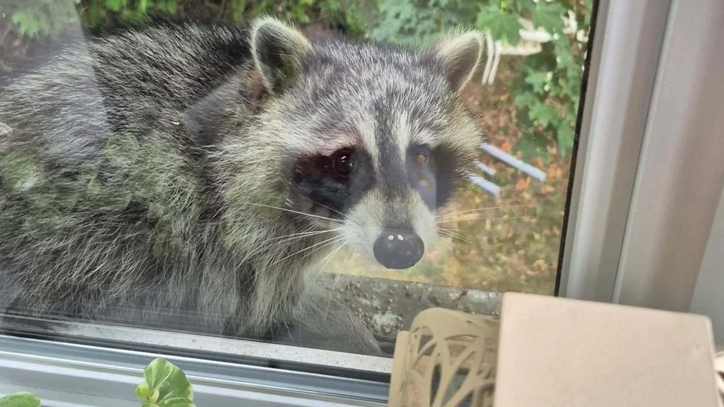 A close-up of a raccoon peering through a window with greenery in the background.
