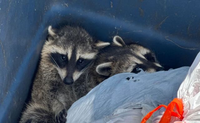 Two raccoons nestled together inside a blue trash bin, partially hidden by plastic garbage bags.