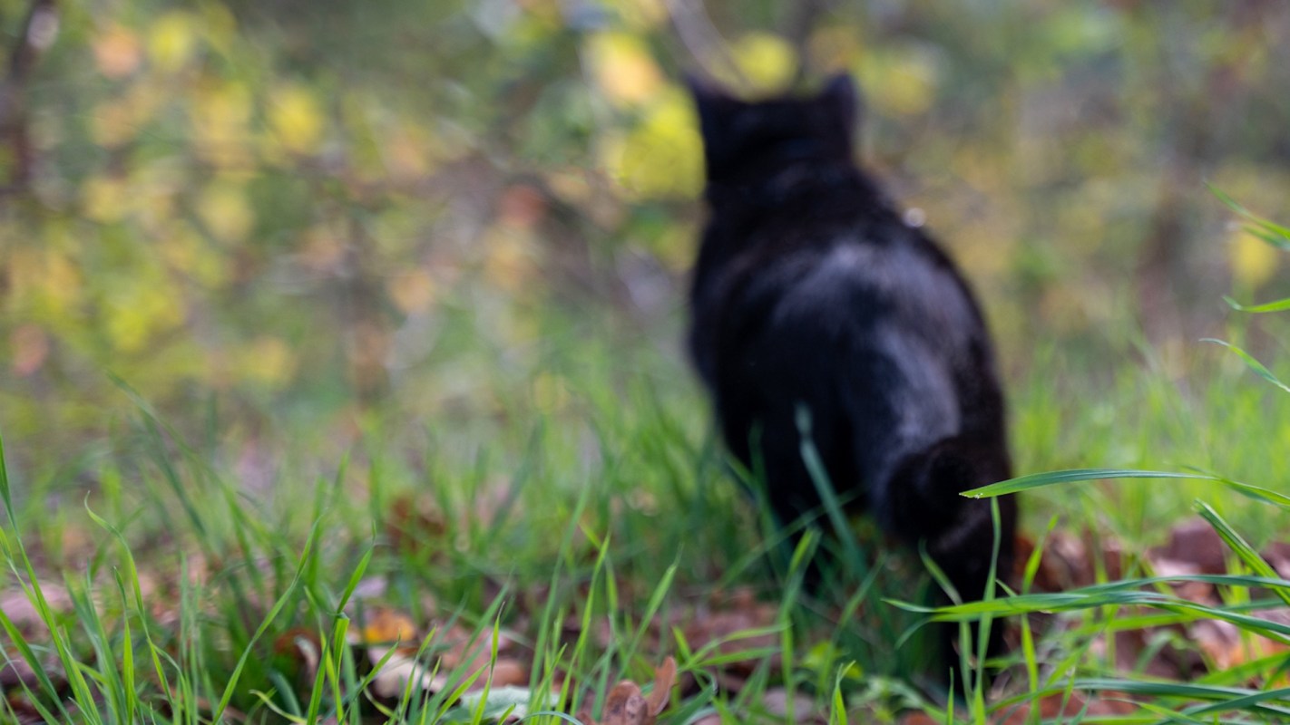 A black cat walking through tall grass with a blurred background of autumn foliage.