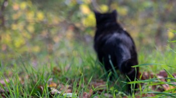 A black cat walking through tall grass with a blurred background of autumn foliage.