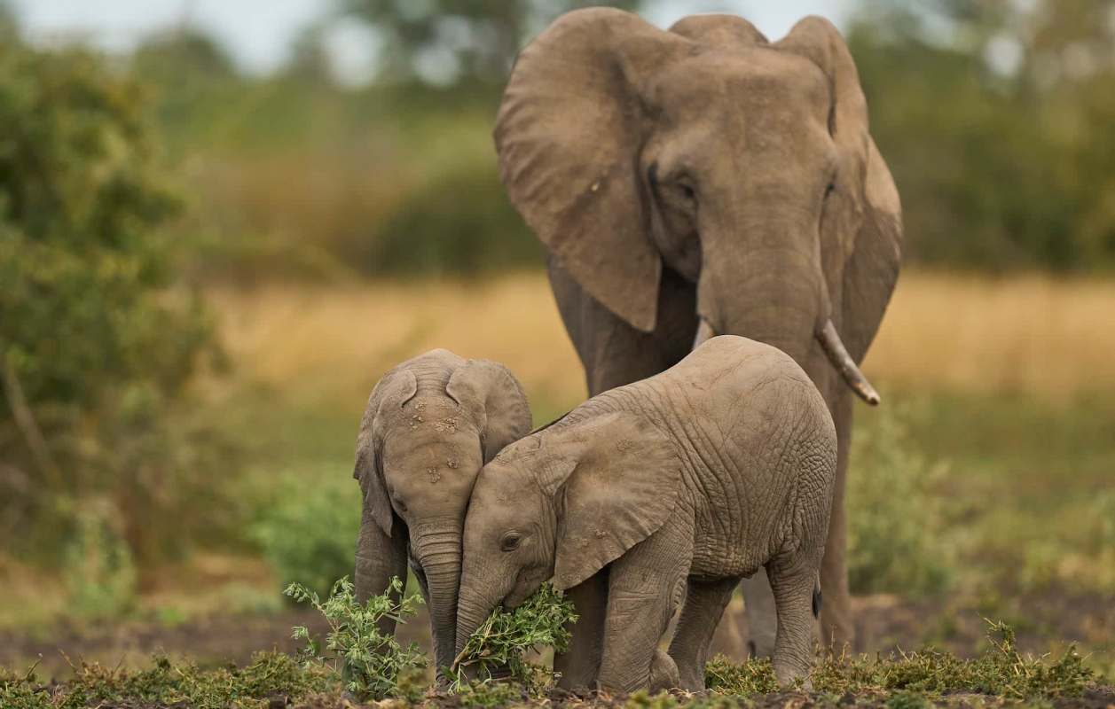 An adult elephant and two calves in a green field.
