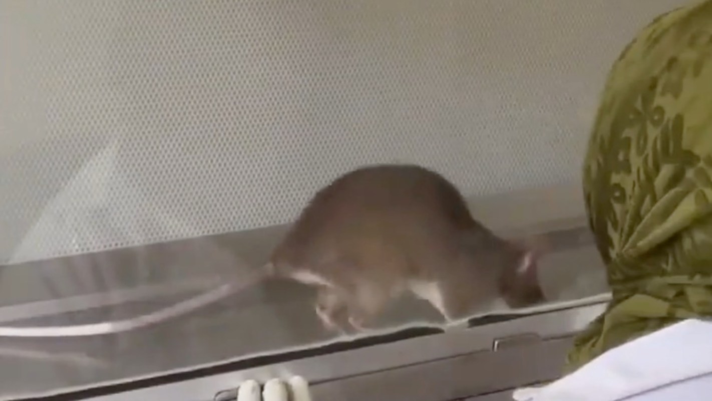 A rat explores a transparent enclosure while a person in a green outfit watches nearby.