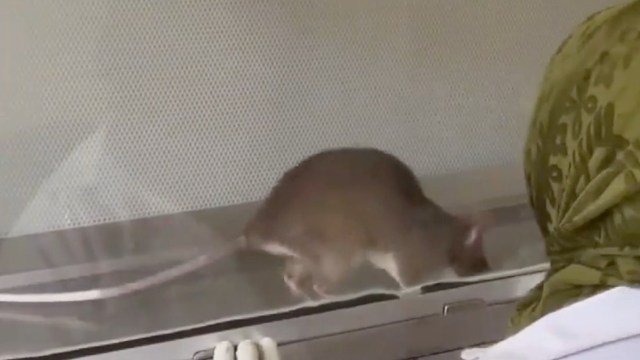 A rat explores a transparent enclosure while a person in a green outfit watches nearby.