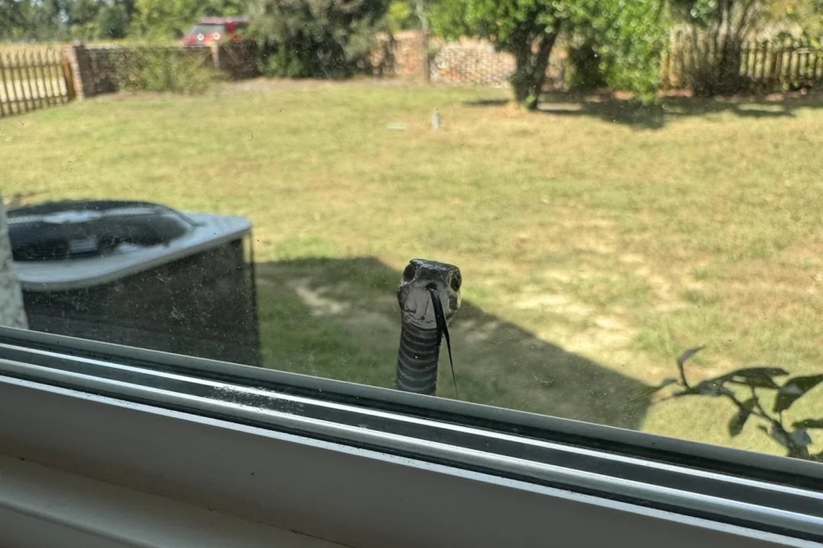 A close-up of a snake peering through a window, with a grassy yard visible in the background.