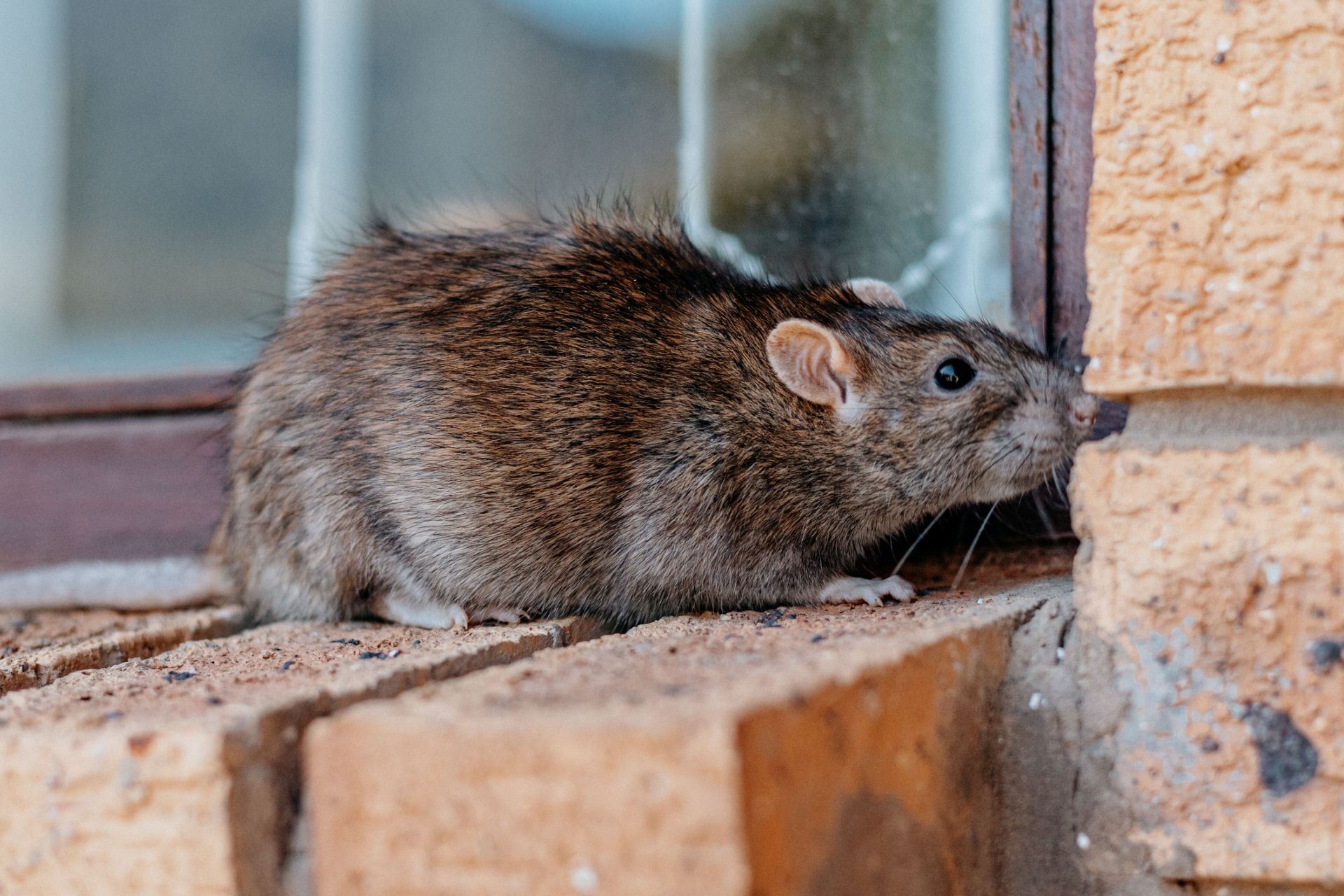 Illinois neighbors say over 100 rats were trapped at one home as infestation spreads