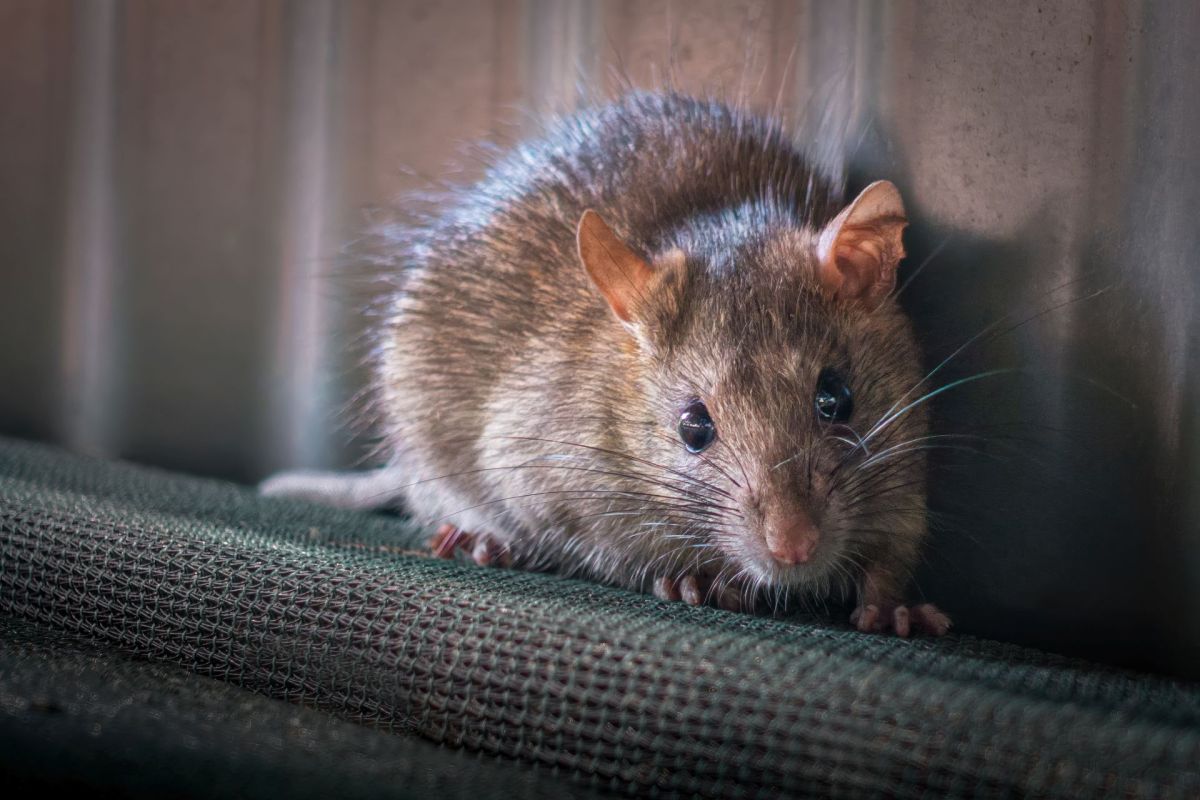 A close-up of a small, furry rodent with large eyes sitting on a textured surface.