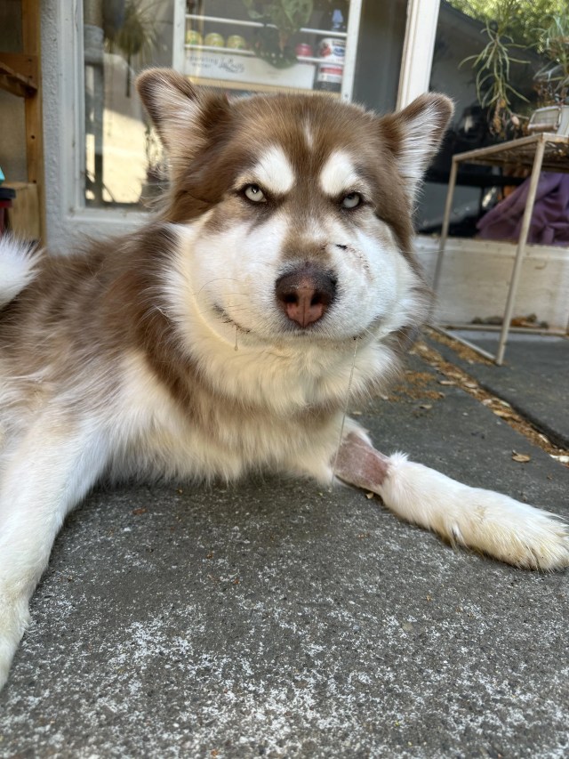 A brown and white dog with a swollen jowl lies on cement.