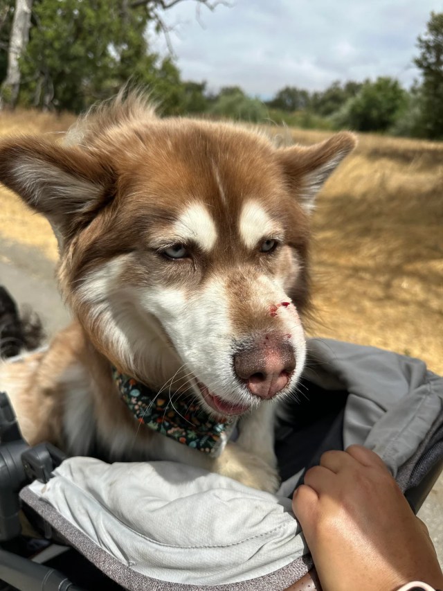 A brown and white dog with a bloody rattlesnake bite on its face.