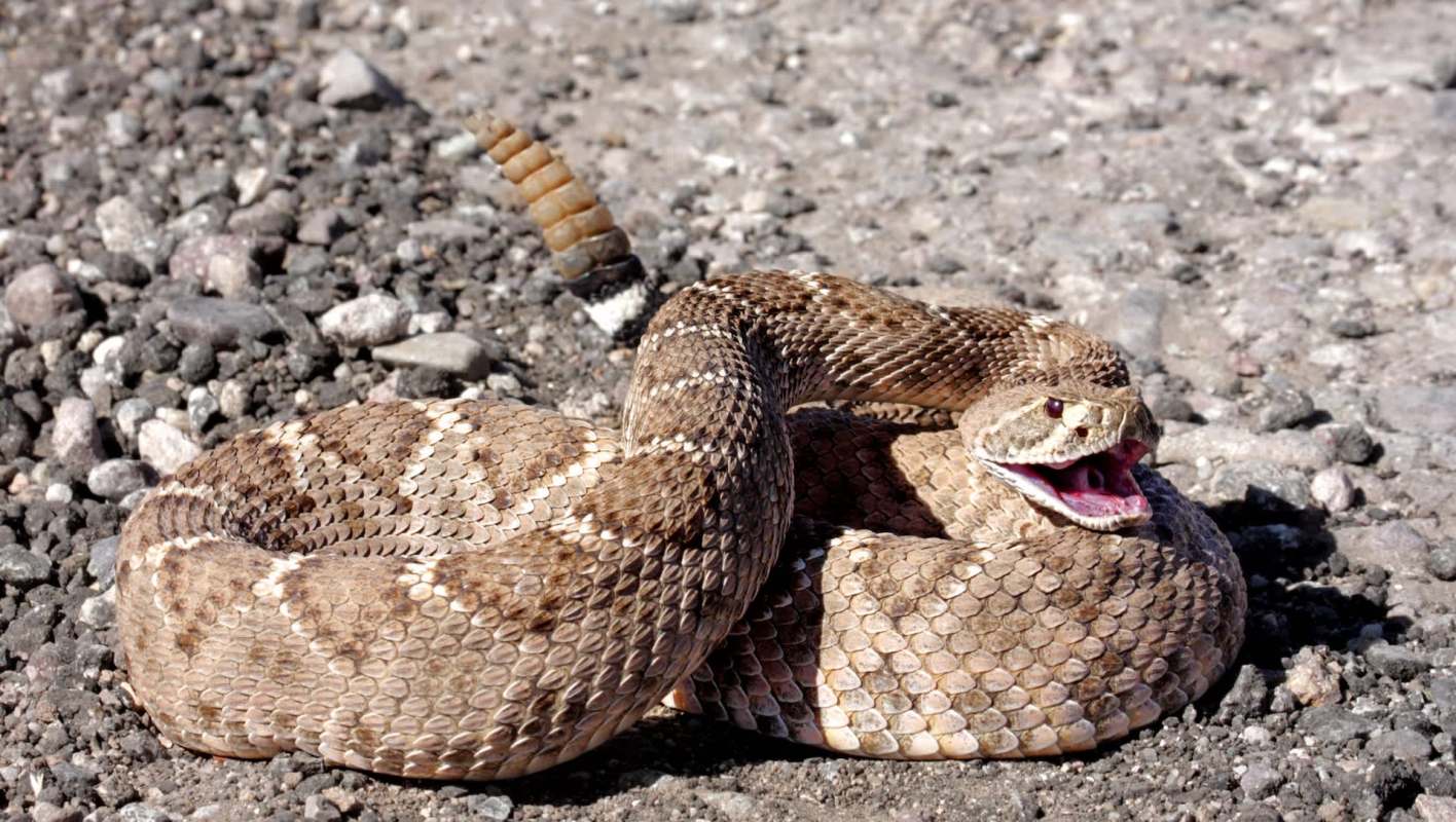 A coiled rattlesnake on rocky ground, with its tail raised and ready to rattle.