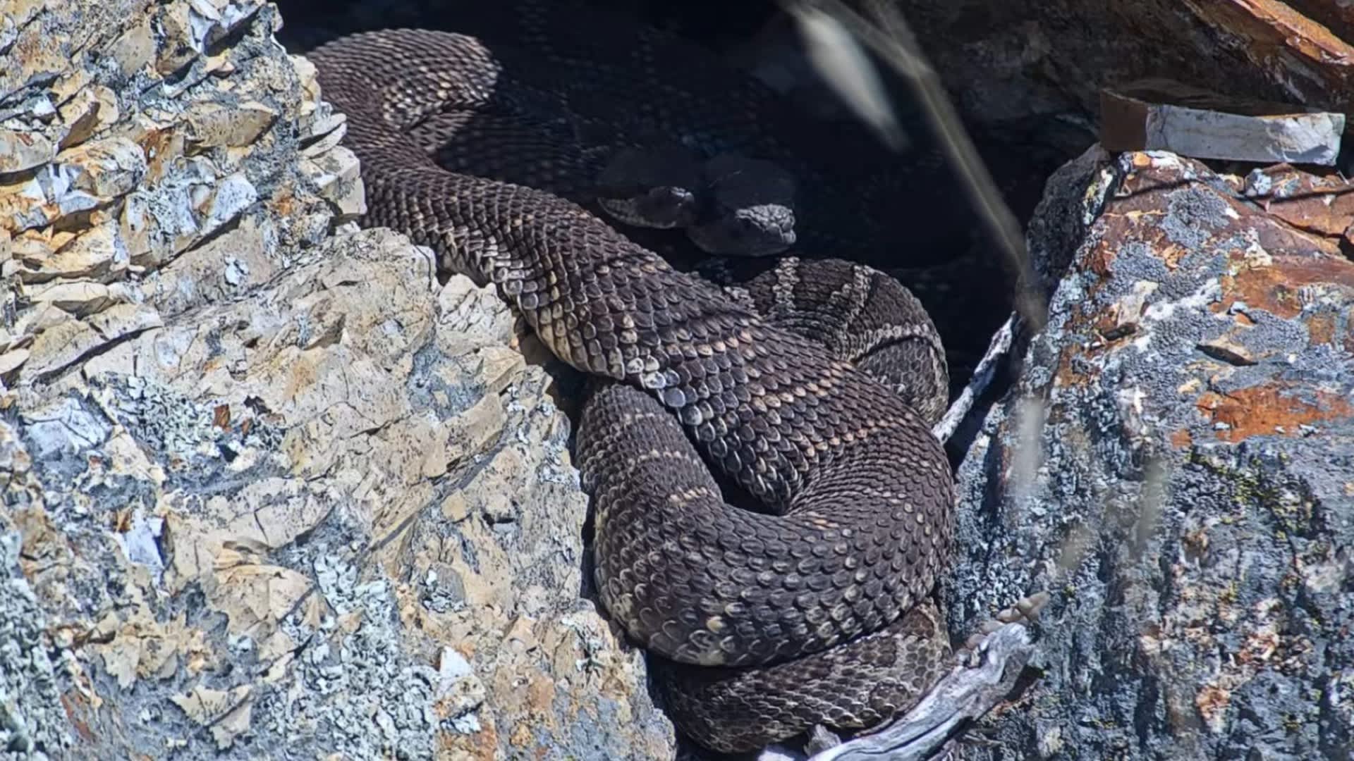 Researchers launch live rattlesnake nest cam to show the feared reptiles are not monsters
