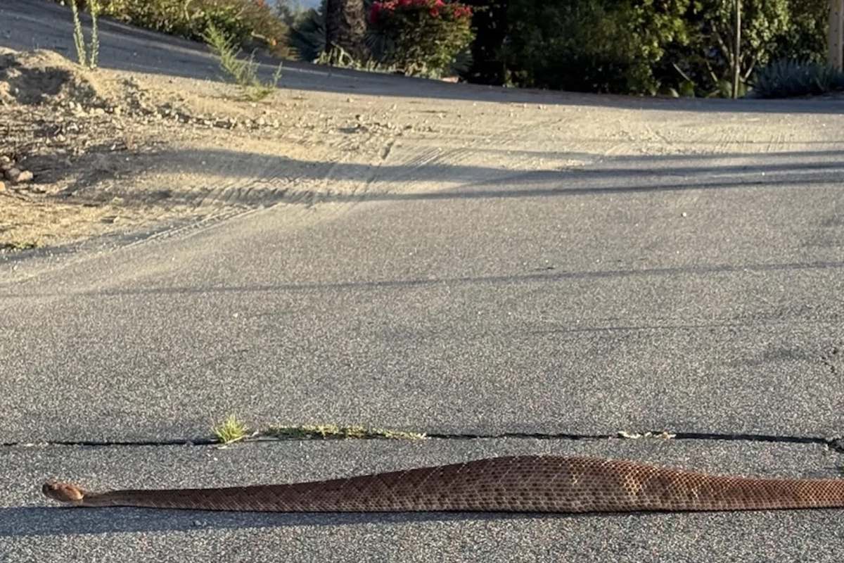A long, brown snake with patterned scales stretches across a paved road surrounded by vegetation.