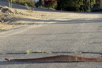 A long, brown snake with patterned scales stretches across a paved road surrounded by vegetation.